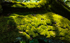 苔むして