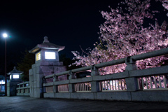 常夜灯の桜