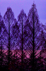 夕暮れ色