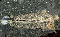 不明化石