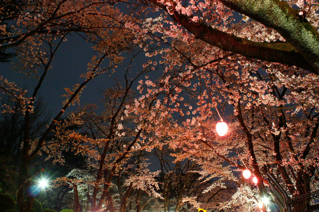 夜桜の宴　2