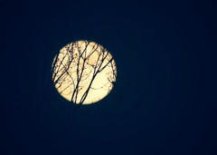 十六夜の月影