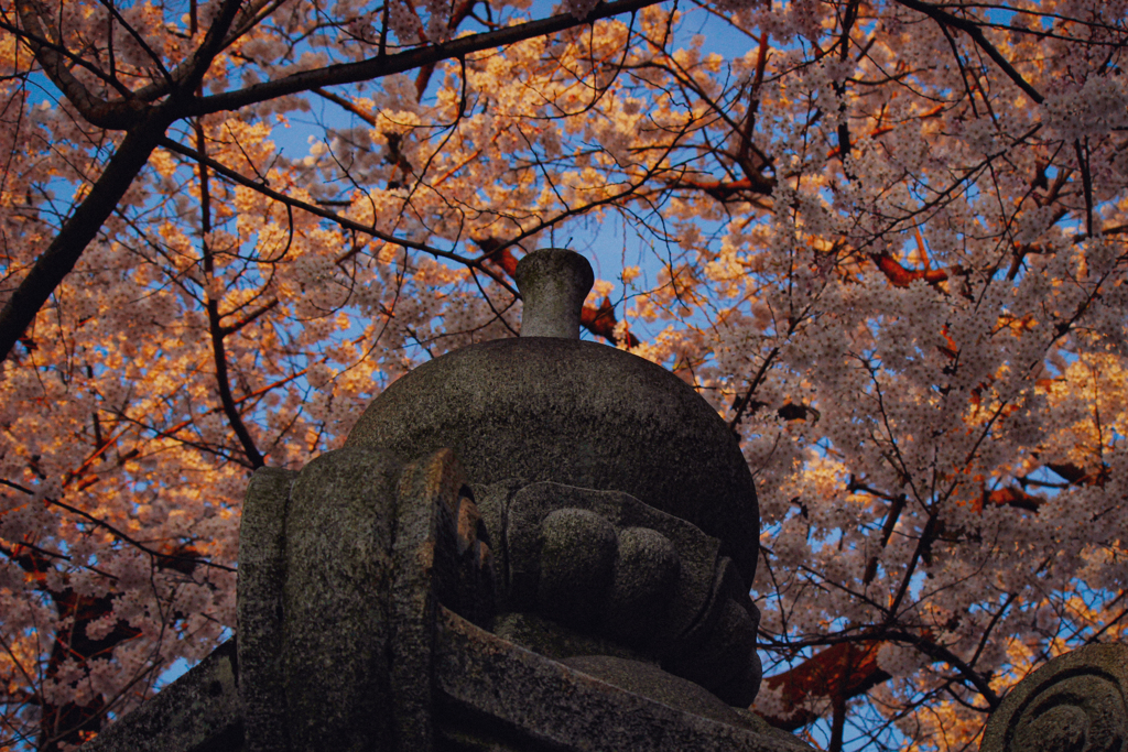 桜の下で