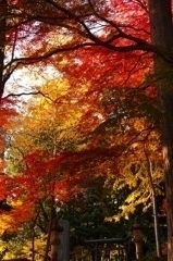 境内の紅葉