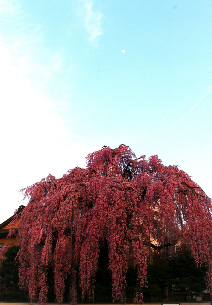 枝垂れ桜全景と月