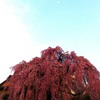 枝垂れ桜全景と月