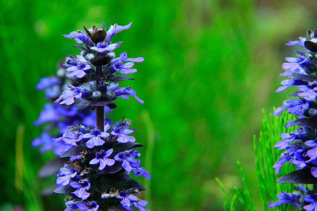 君の名は？　ジュウニヒトエ