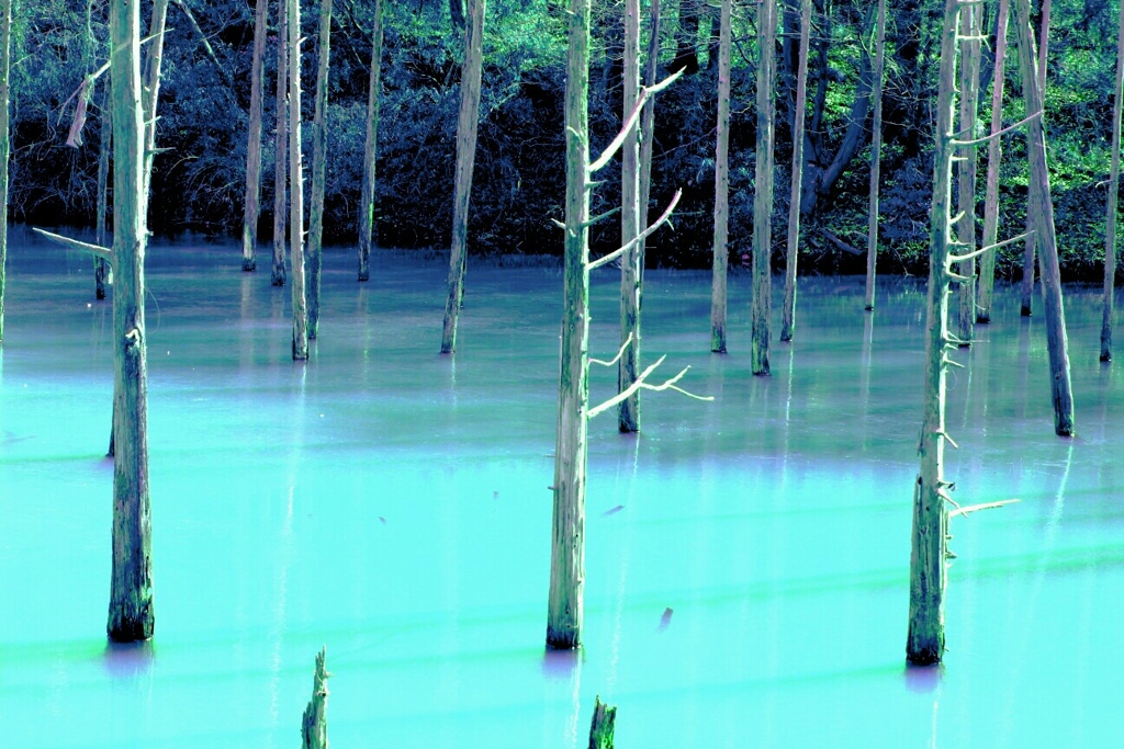 沼