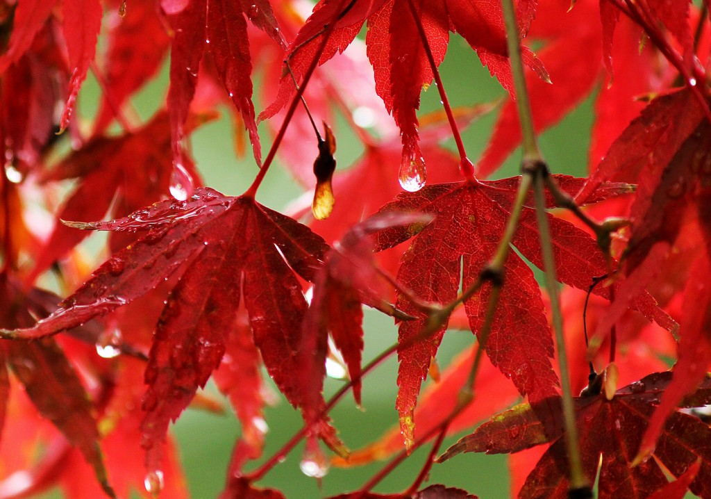 雨の中で　(少し前のシリーズ)