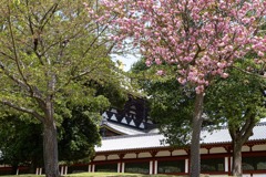 大仏殿と八重桜