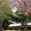 大仏殿と八重桜