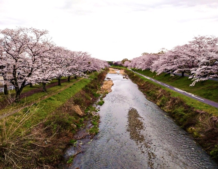 桜堤　2