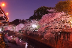 都会の桜