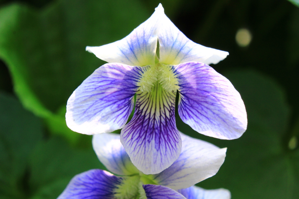 地元の人は『タカオスミレ』というけれど？