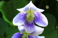 地元の人は『タカオスミレ』というけれど？