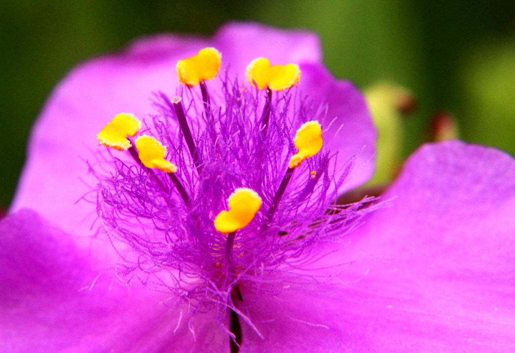 花の中の構造物