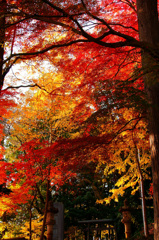 鳥居の先には紅の空間