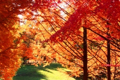 紅の広場
