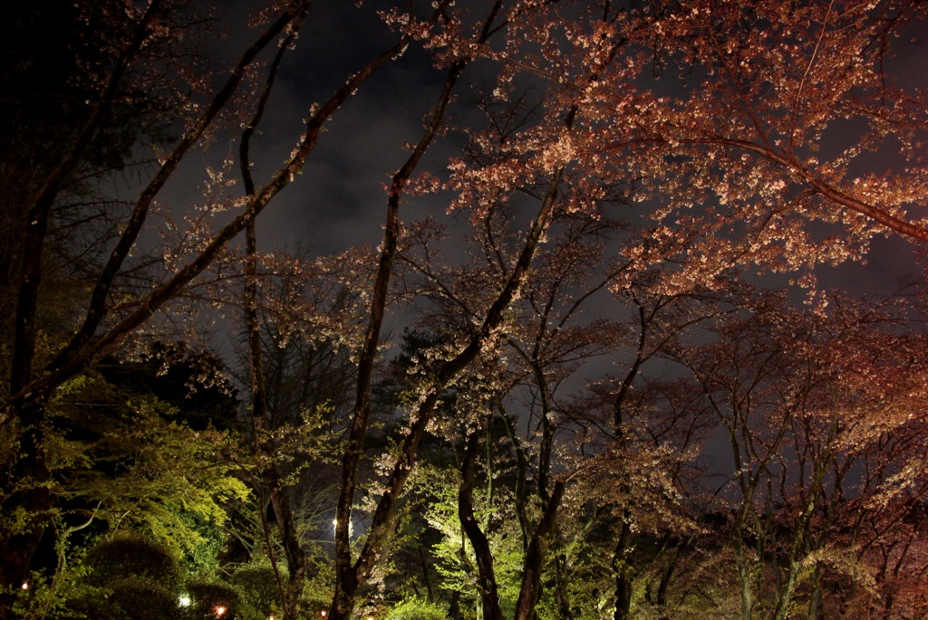 今年最後の夜桜
