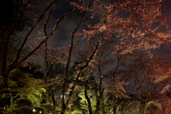 今年最後の夜桜
