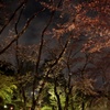 今年最後の夜桜