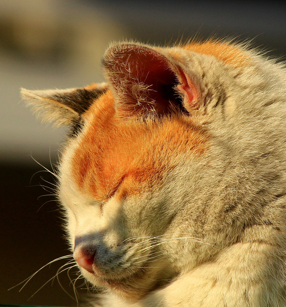 ドラ猫大将のお昼寝 By Masanobu Id 写真共有サイト Photohito