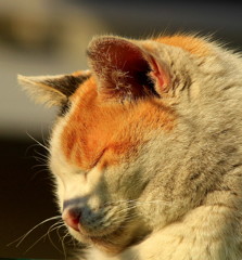 ドラ猫大将のお昼寝