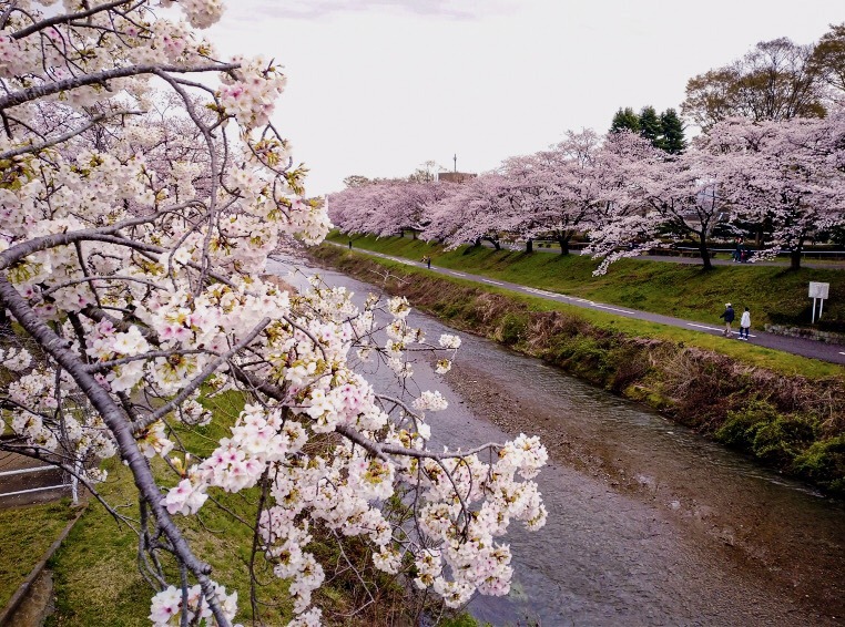 桜堤