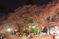 幻の桜の宴　2