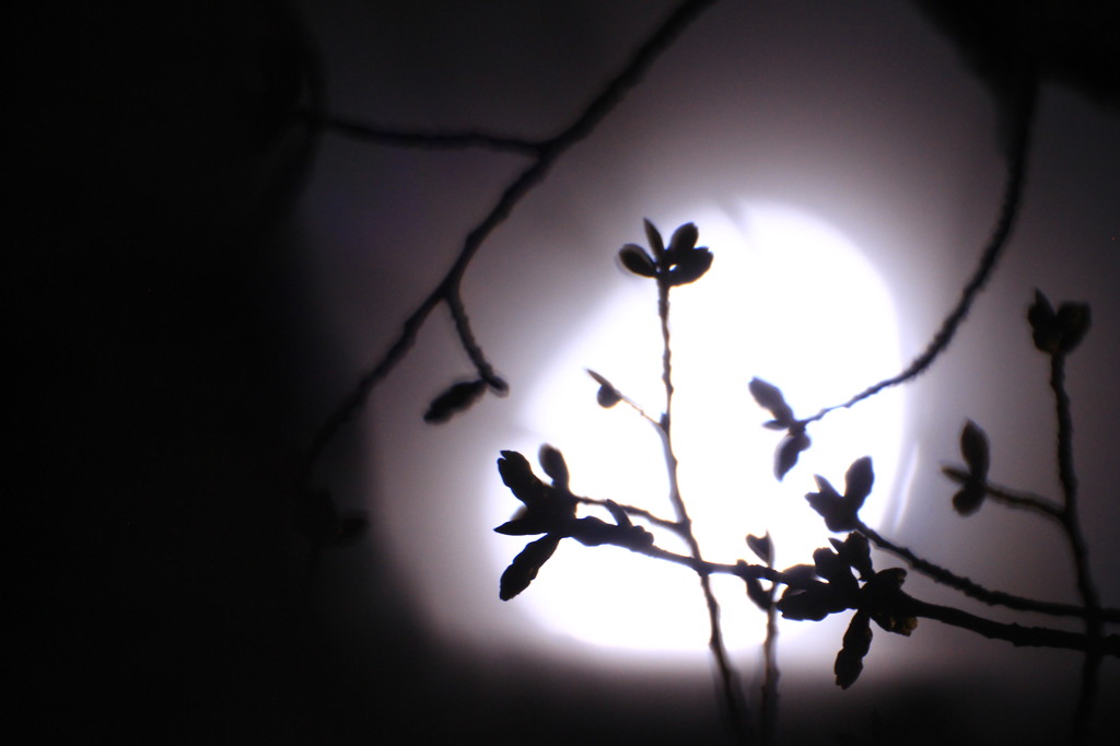 月明かりに桜
