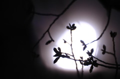 月明かりに桜
