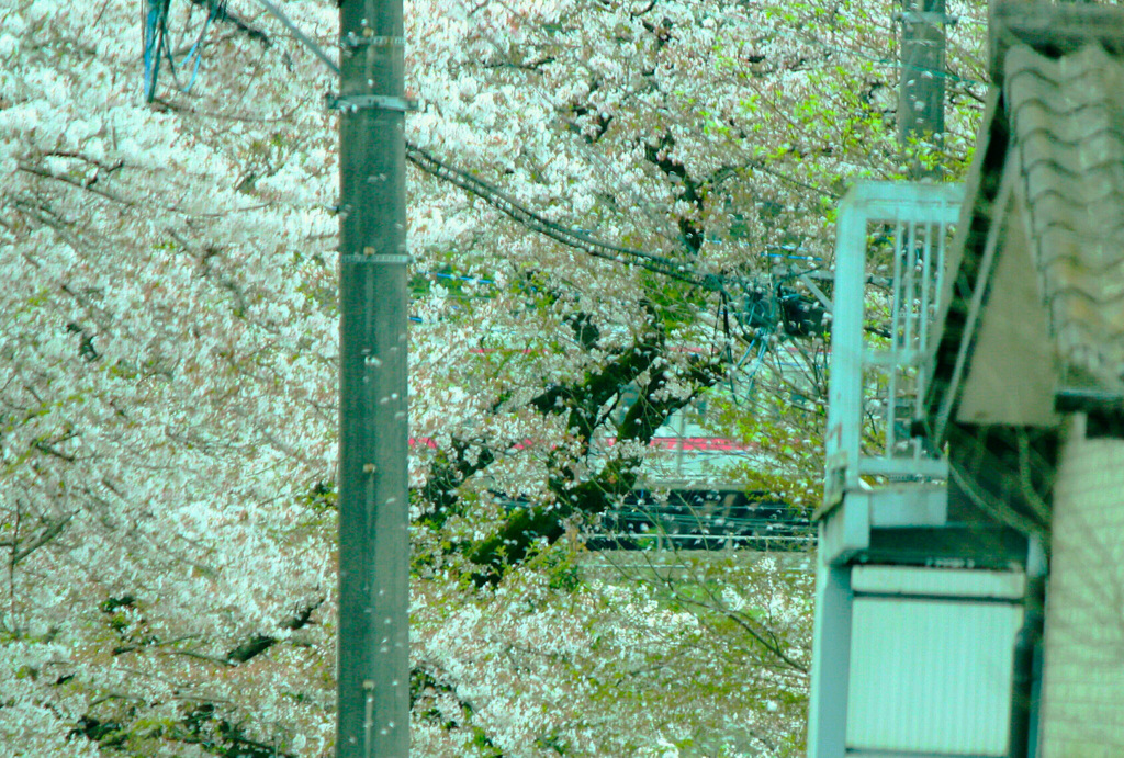 桜吹雪の中を走り抜けて