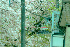 桜吹雪の中を走り抜けて