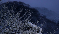 雪夜の花