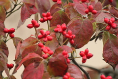 紅くなってきました。