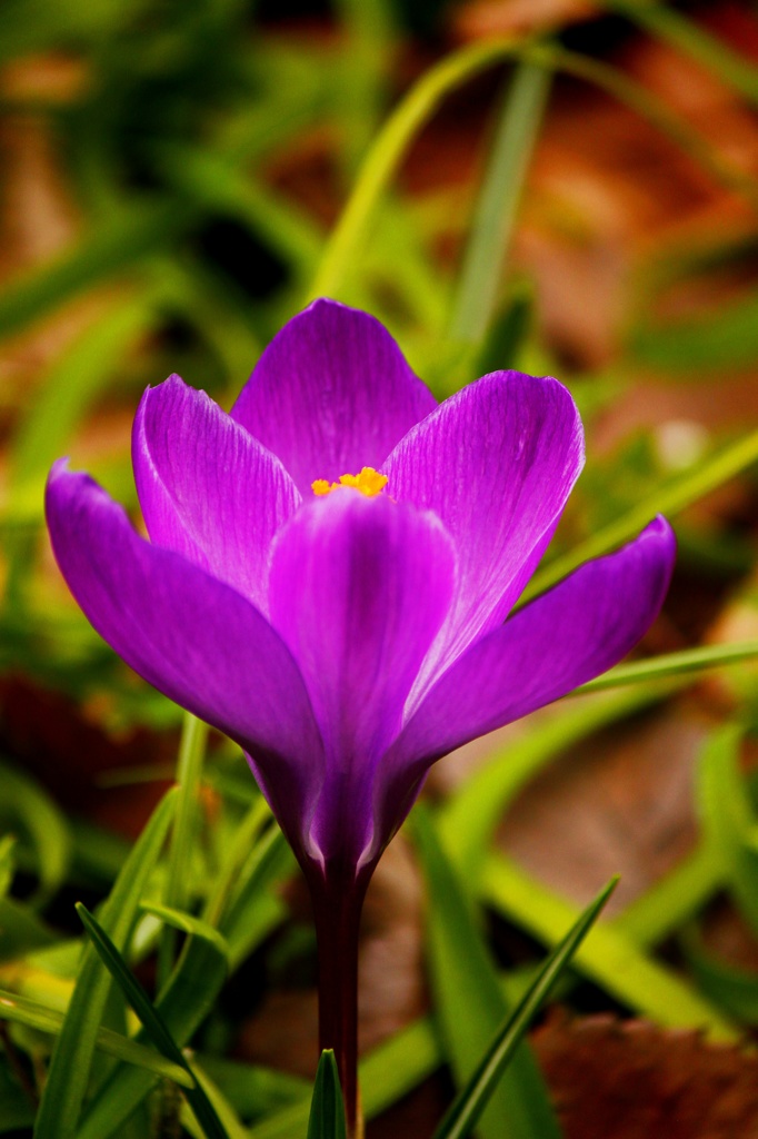 クロッカスが咲いています。