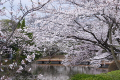 源平池の桜