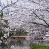 源平池の桜