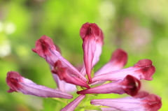 ムラサキケマン