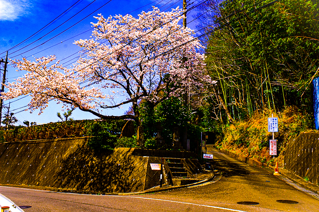絹の道入り口の桜