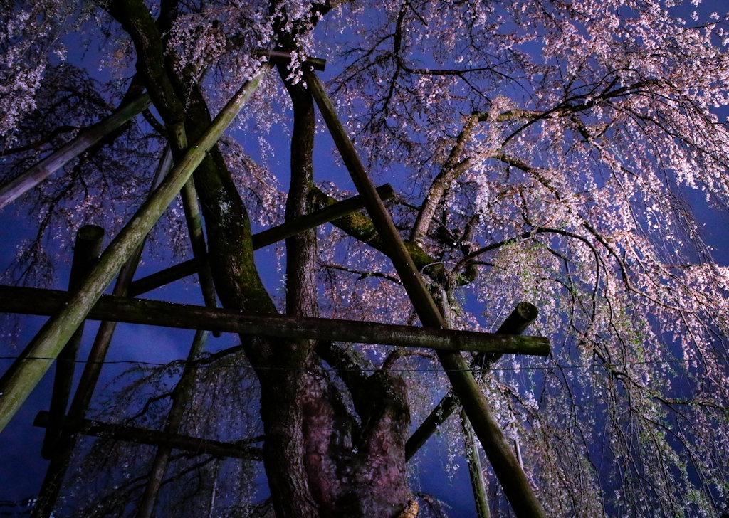 寂しい桜の開花