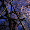 寂しい桜の開花