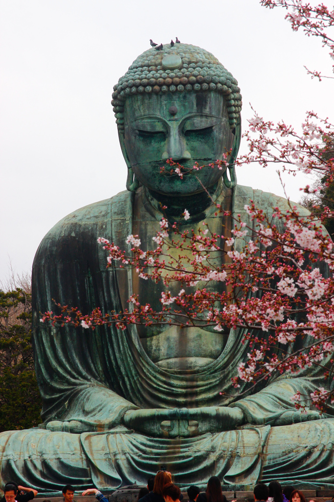 大仏桜