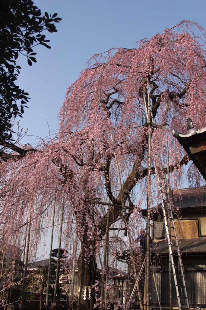 枝垂れ桜