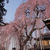 枝垂れ桜