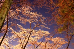 時期はずれですが・・夜桜