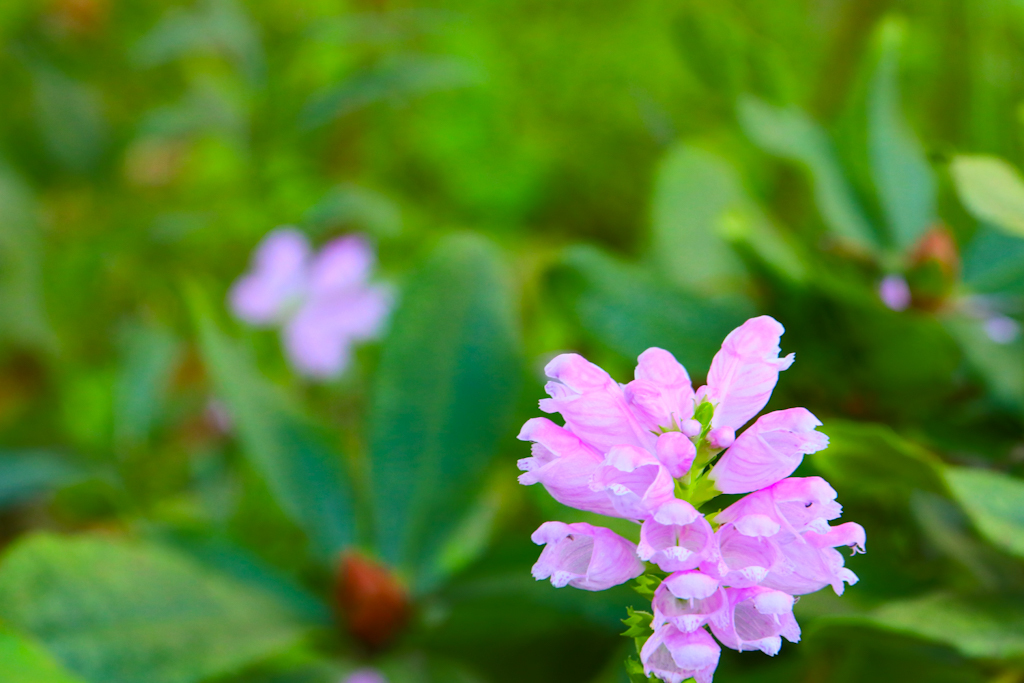 花虎の尾