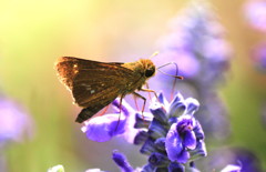 イチモンジセセリのお食事中