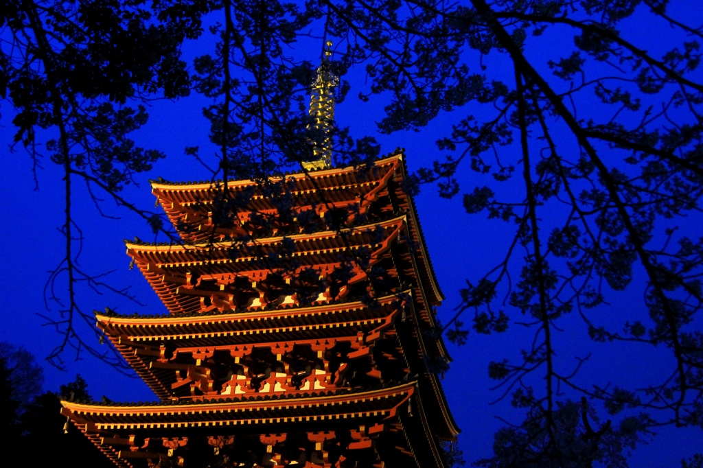 夜の五重塔と桜