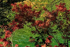 紅葉　三様
